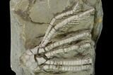 Fossil Crinoid (Phanocrinus) - Anna, Illinois #118932-1